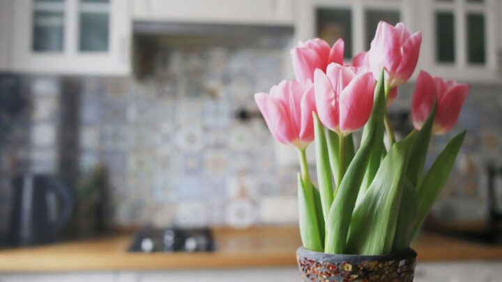 Indoor Tulip Success
