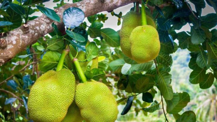 Jackfruit