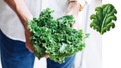 Kale Fever in Australia – The Backyard Superfood Changing Every Home Garden