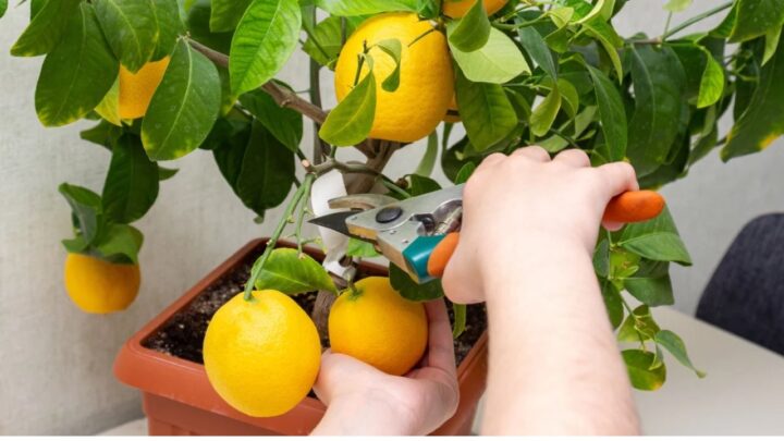 Lemon Tree