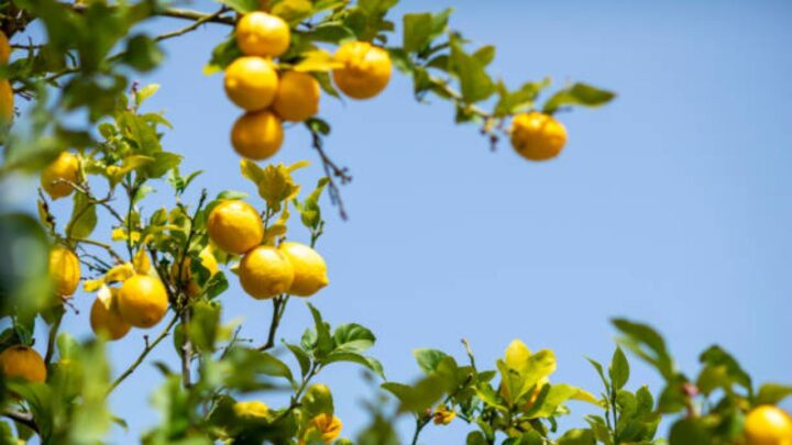 Lemon Tree