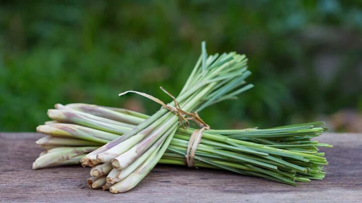 Lemongrass