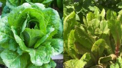 Lettuce Magic in Canada – The Secret to Growing Crisp, Flavorful Leaves at Home