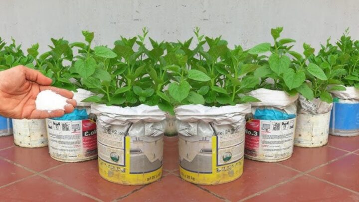 Malabar Spinach