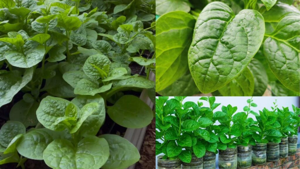 Malabar Spinach Growth Hack