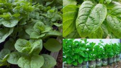 Grow Malabar Spinach in Days – The Hidden Hack for an Endless Green Harvest