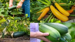 The Secret to Massive Zucchini Harvests – One Simple Trick Gardeners Swear By!
