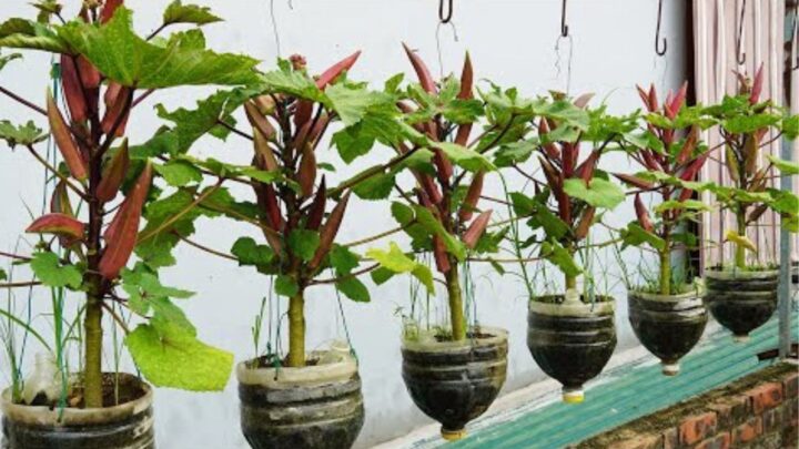 Okra