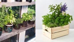 7 Herbs That Love Growing Together – The Ultimate One-Pot Garden Hack