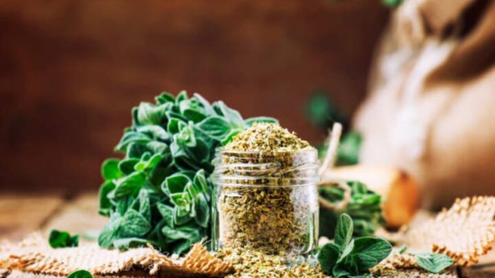 Oregano