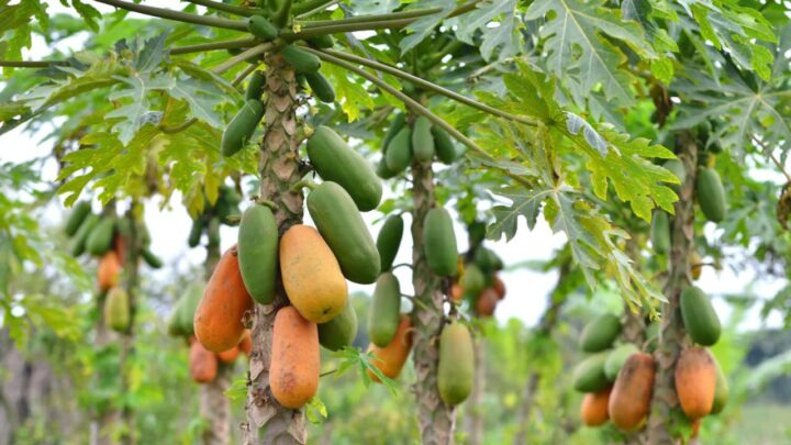 Papaya Tree