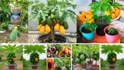 Papaya in Pots? The Simple Container Gardening Trick for Sweet, Juicy Fruits