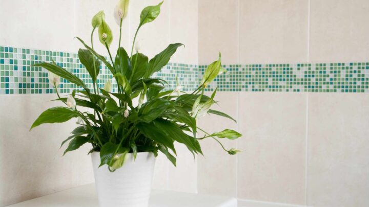 Peace Lily Needs Water