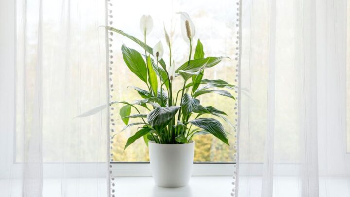 Peace Lily Watering Routine