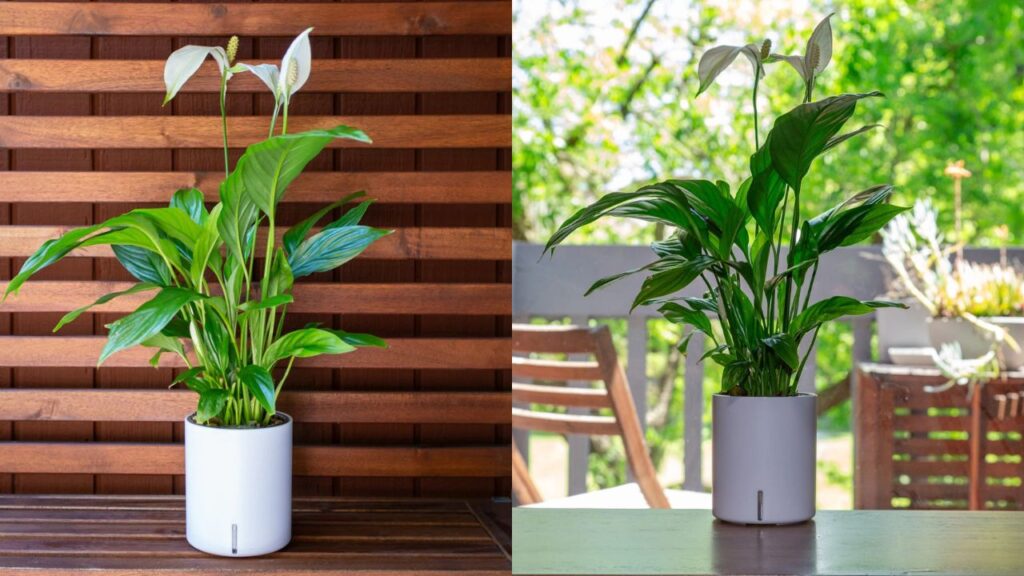 Peace Lily Watering Trick