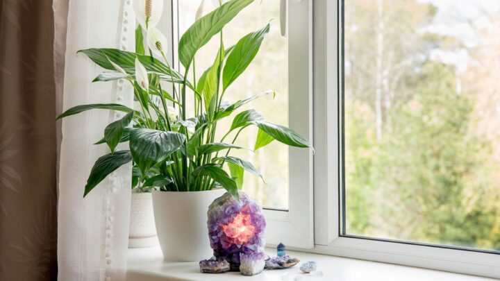 Peace Lily Watering Trick