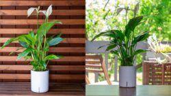 Canada Gardeners Shocked – The Peace Lily Watering Trick That Keeps It Alive for Years
