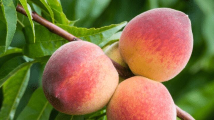 Peach Tree