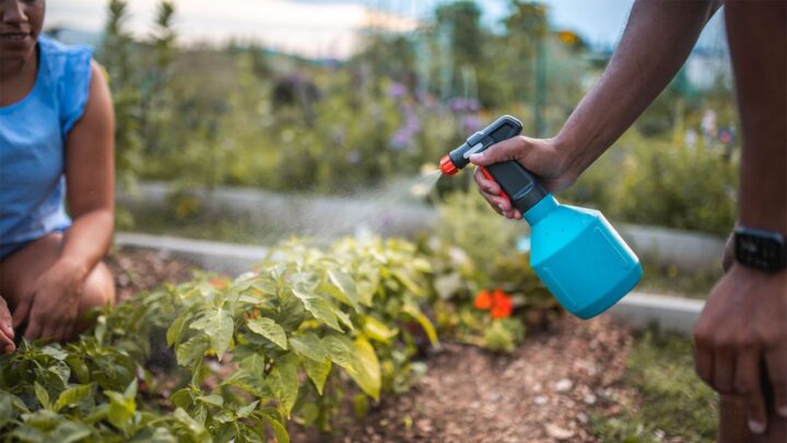 Pest Control Trick Gardeners
