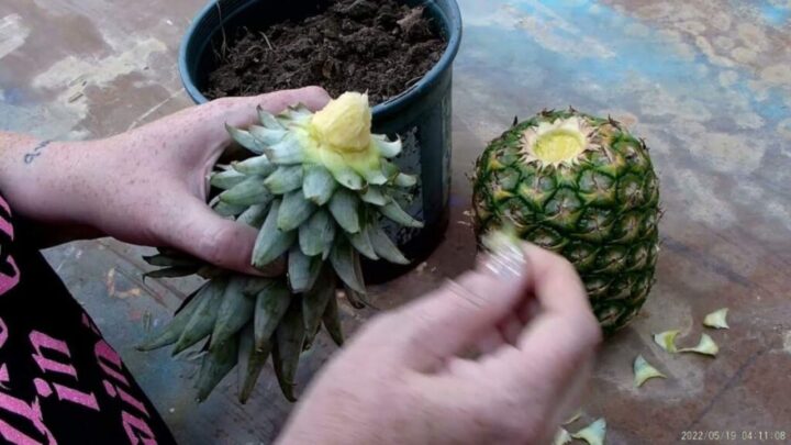 Pineapple