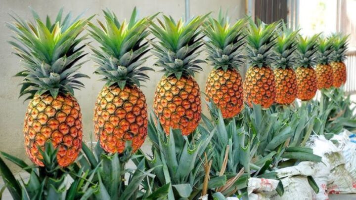 Pineapple at Home
