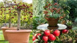 How to Plant Dwarf Apple Trees in Small Yards for a Sweet and Easy Harvest