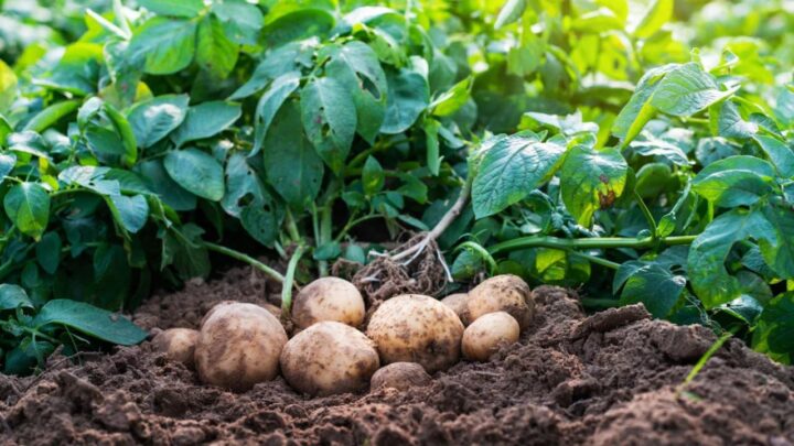 Plant Potatoes