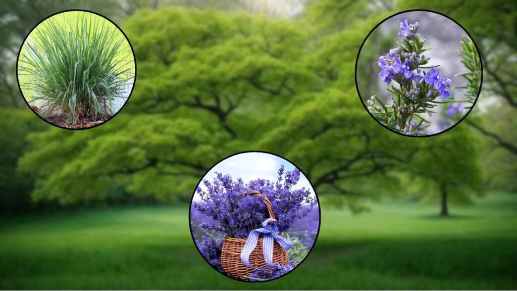 Plants That Repel Mosquitoes