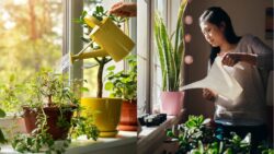 You’re Watering Wrong! Here’s the Smart Way to Keep Plants Alive and Thriving