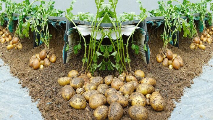 Potatoes 