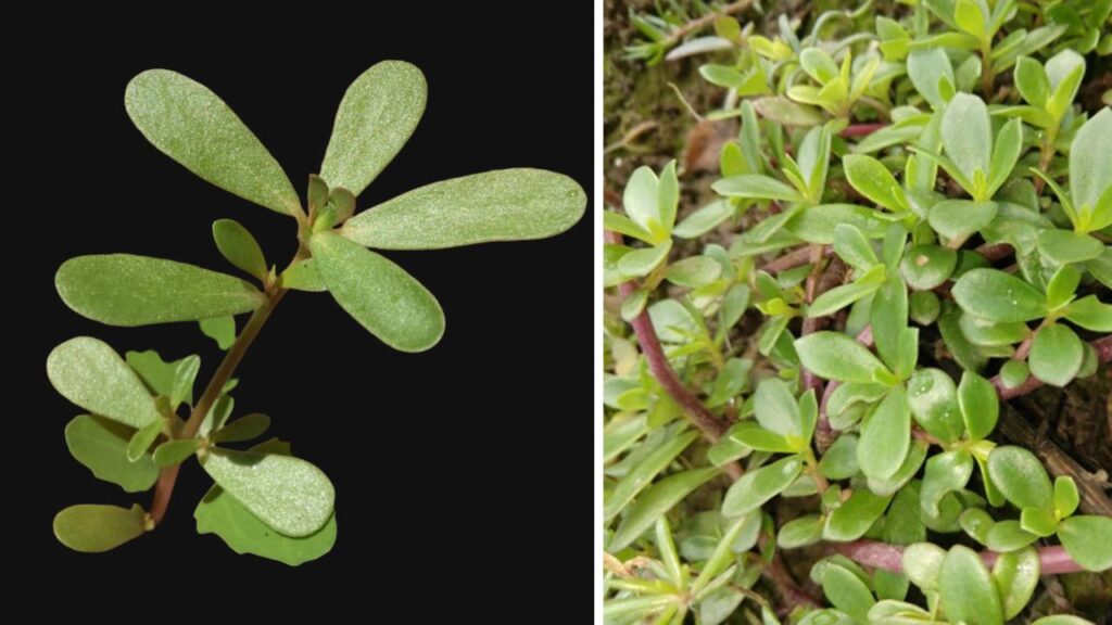Purslane Craze Sweeps Canada