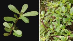 Purslane Craze Sweeps Canada – The Hidden Supergreen Winning Hearts in 2025