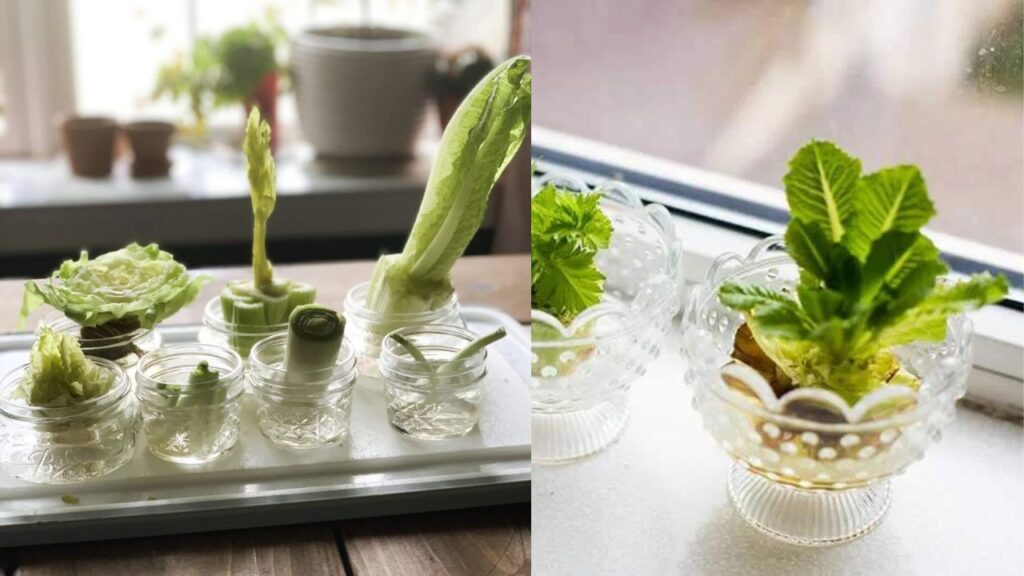 Regrow Cabbage From Scraps
