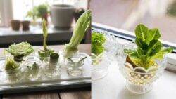 Regrow Cabbage From Scraps! The Easy, Eco-Friendly Gardening Hack Every American Is Trying