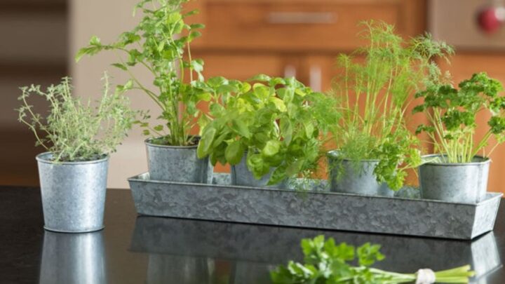 Right Container and Soil