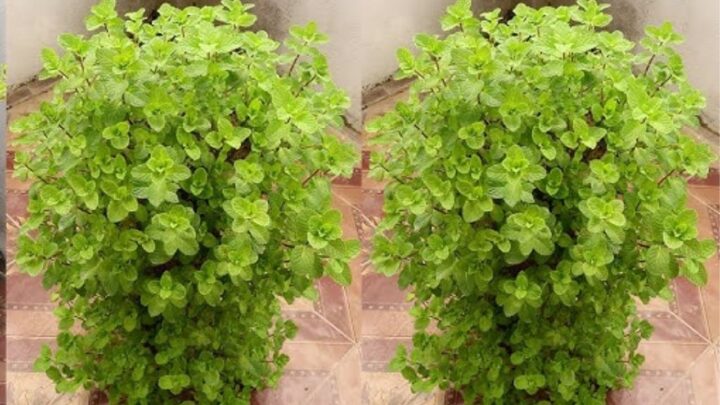 Right Plastic Bottles