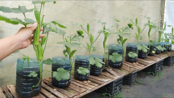 Secret Trick Gardeners