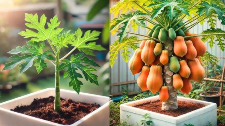 Simple Container Gardening Trick