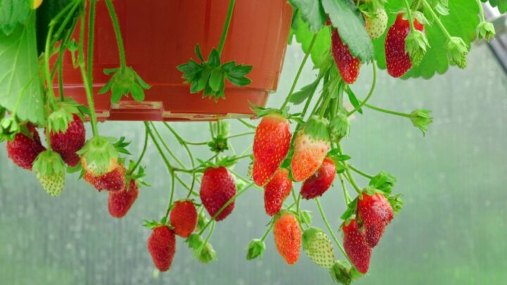 Strawberry Growing