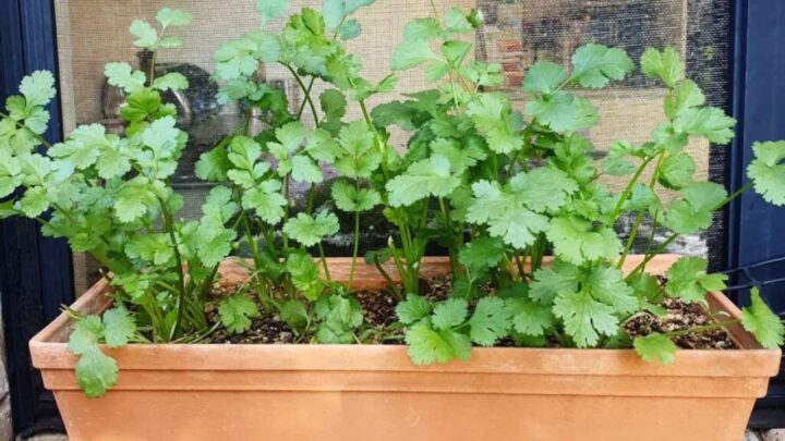 Successful Indoor Herb Gardening