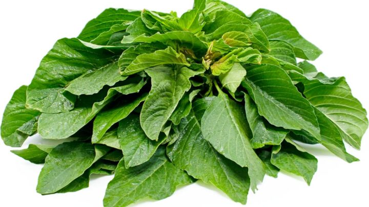 Embracing Green Amaranth