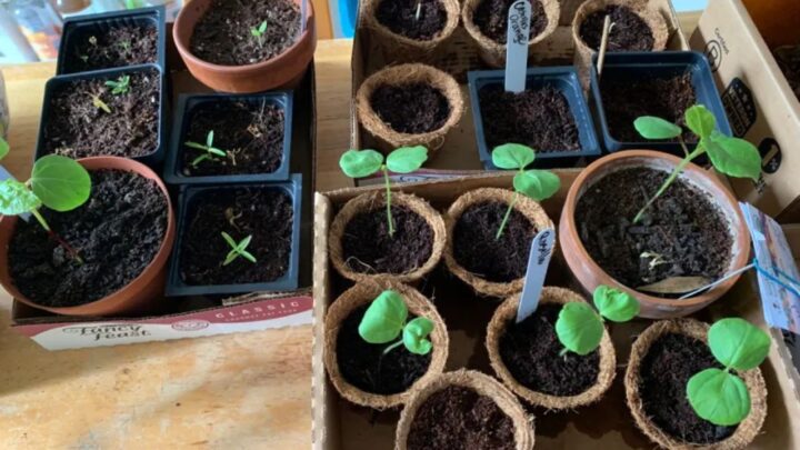 Tangy Sorrel Superleaf