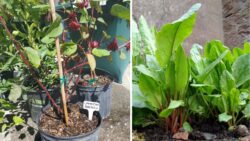 Tangy Sorrel Trend – The Superleaf Taking Over Australian Kitchens in 2025