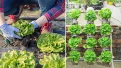 The Hanging Garden Secret – Grow Crisp Lettuce Without Watering and Harvest All Year Long