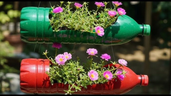 Thriving Rosemary Plants