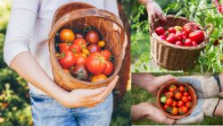 How I Grew 40 Tomatoes in One Basket – The Viral Urban Gardening Hack You Must Try