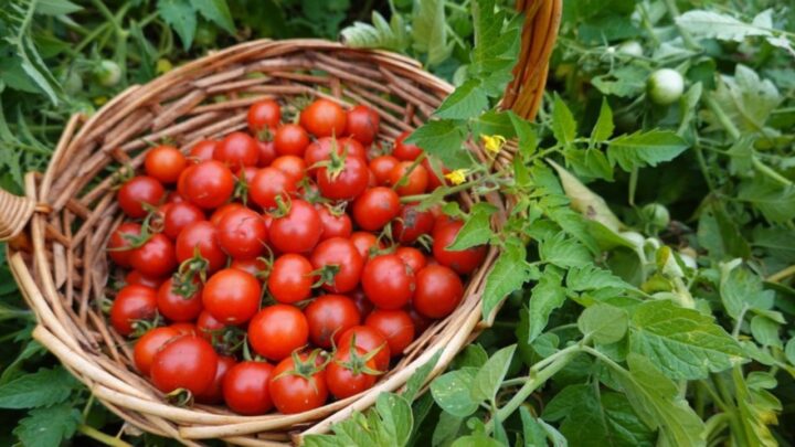 Tomatoes