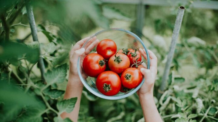 Tomatoes 