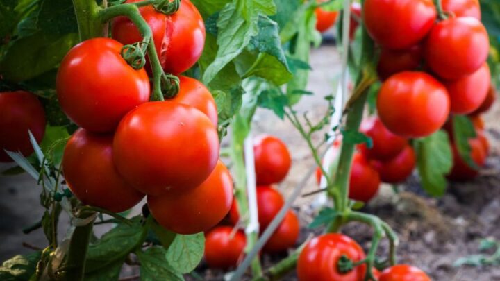 Tomatoes