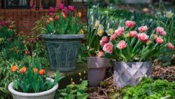 Top 6 Tips to Grow Tulips in Pots Indoors – Make Your Winter Garden Bloom Bright